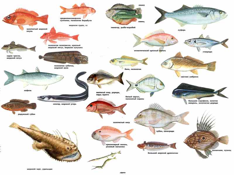 Разновидности Рыб Фото